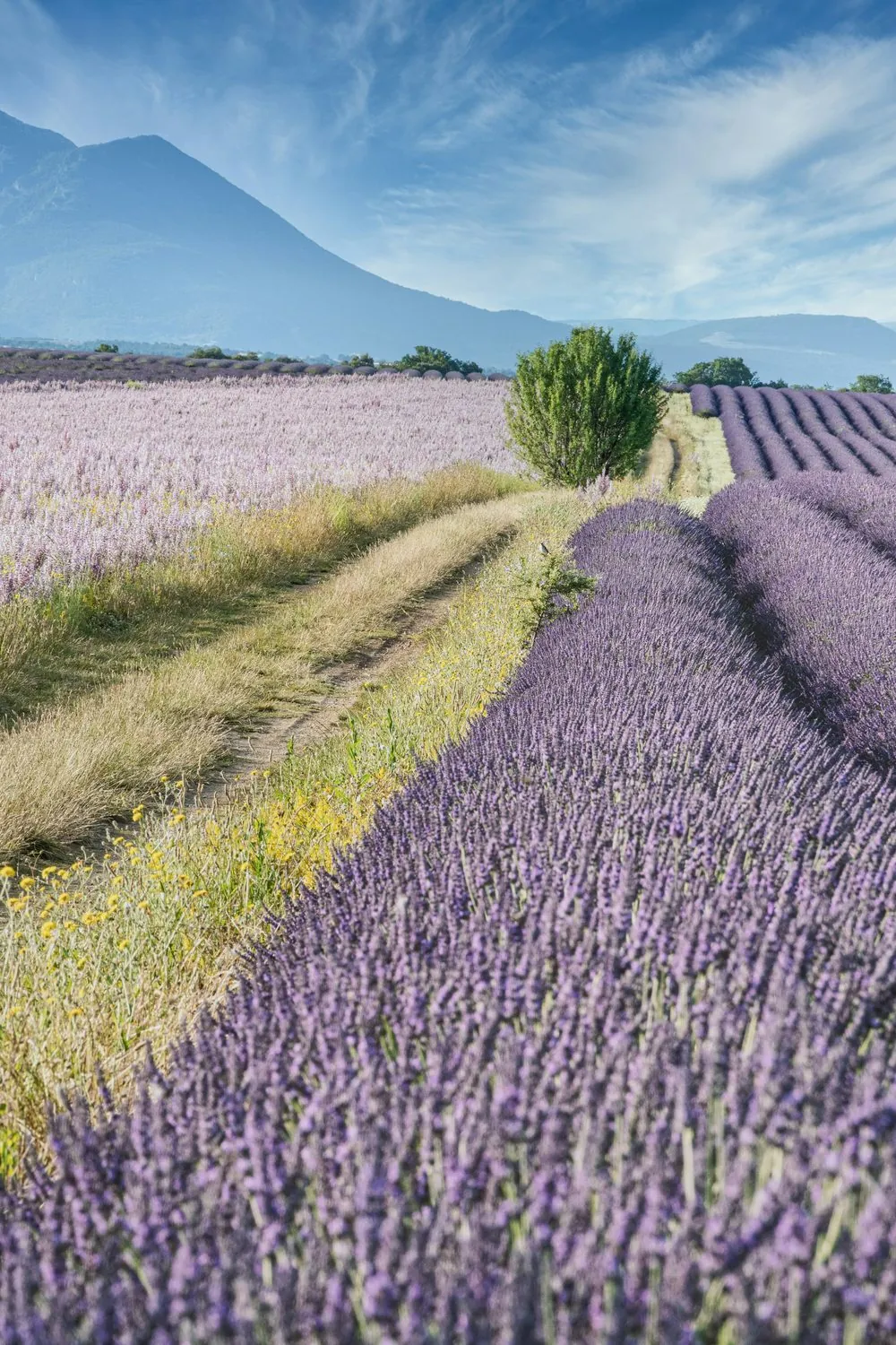 Champ de lavande en Provence